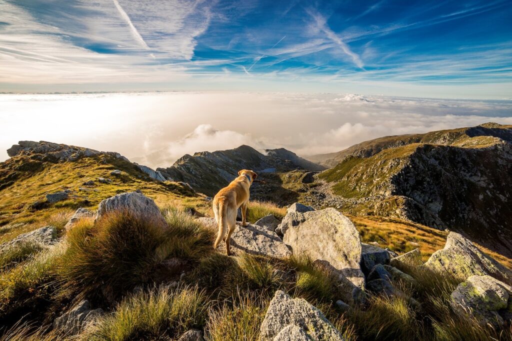 Dog Cancer Diet: What to Feed a Dog With Cancer