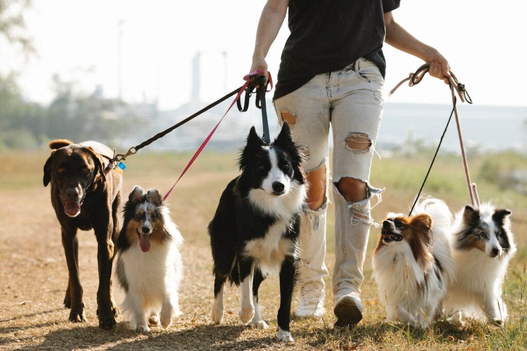 Doggie Dementia and Kitty Senility: Signs, Treatment and Prevention