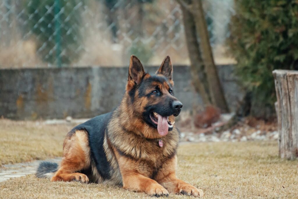 Pet Nutraceuticals for Dogs & Cats that Combat Dementia & Senility