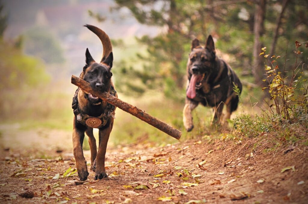 Dog Dementia