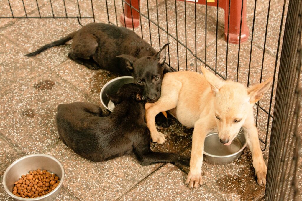 PURINA PET FOOD ALERT