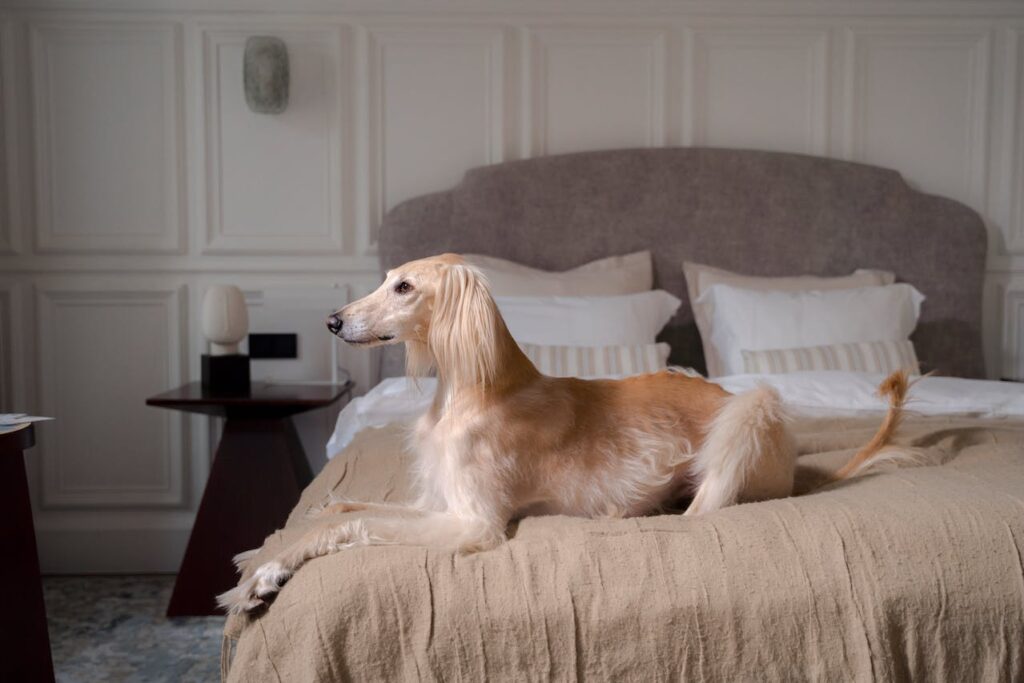 dog beds