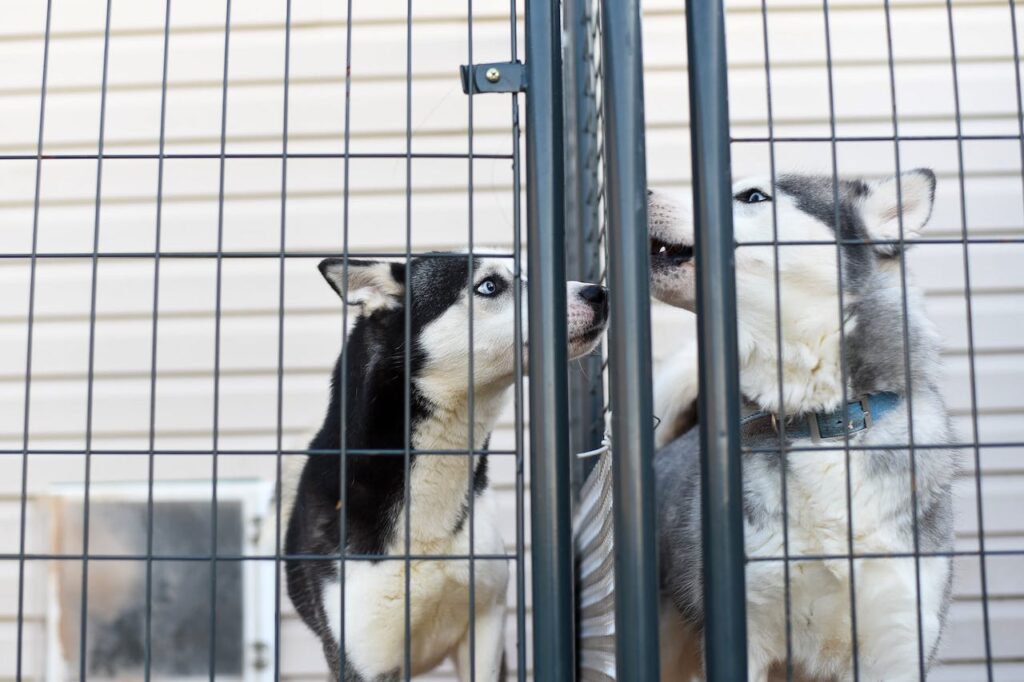 Curtail the Animal Shelter Crisis: Think Before Pet Adoption