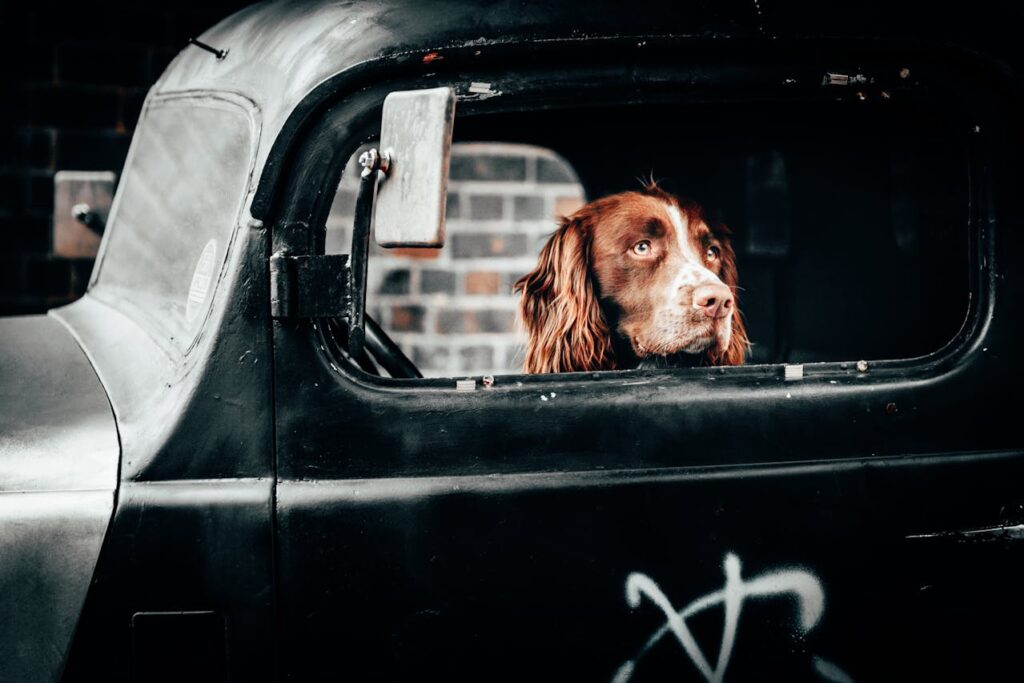 Best Dog Seat Belts of 2024