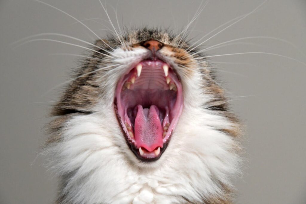 Cat Vomiting & Feline’s that Vomit