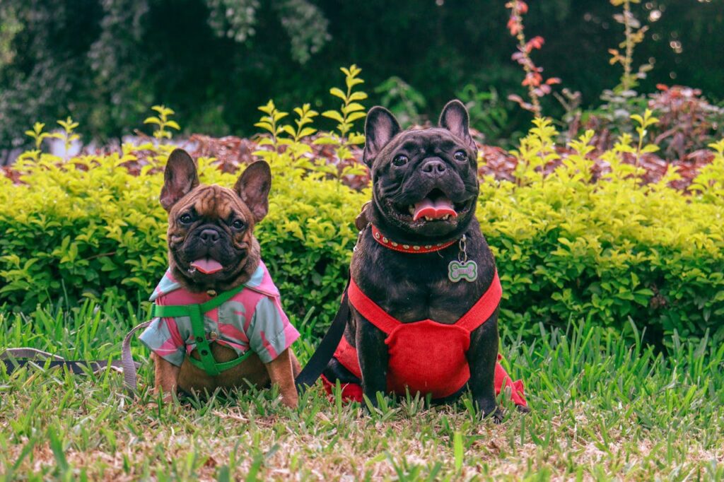 French Bulldogs
