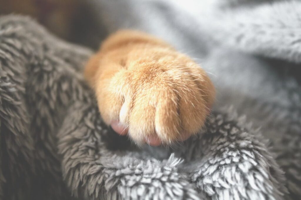 The Best Cat Nail Trimmers of 2024, according to Experts