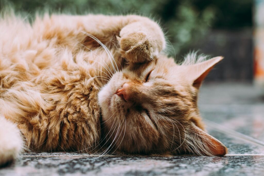 Cat Itching