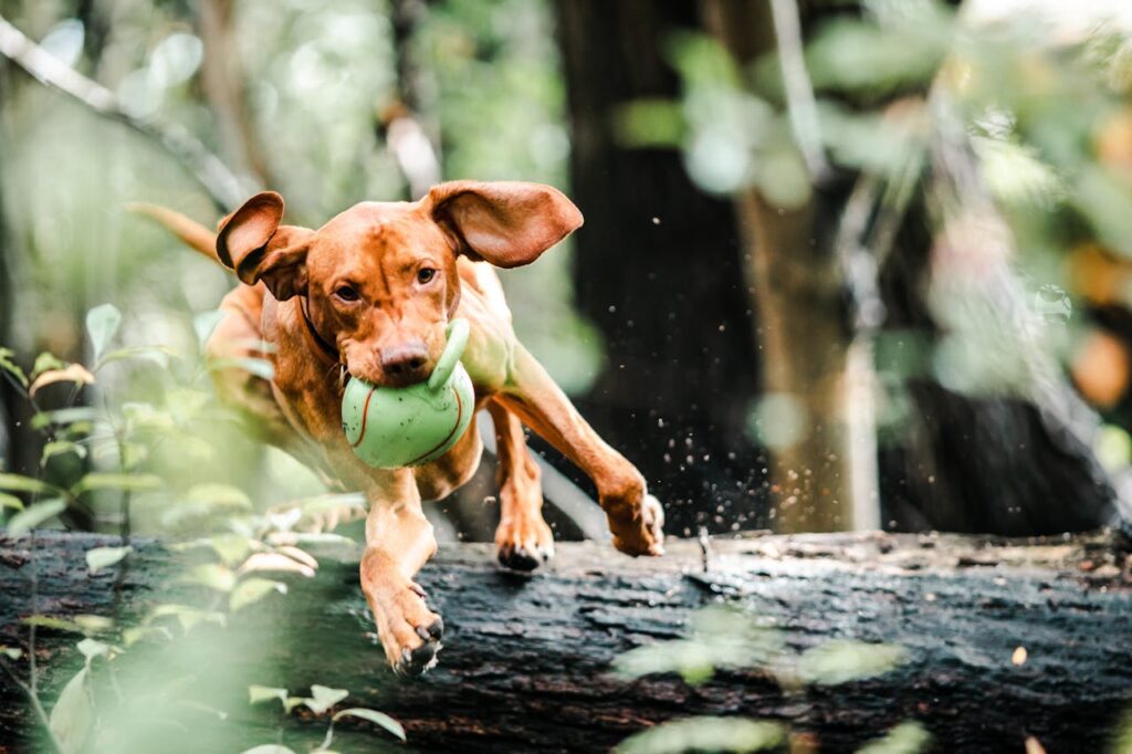 Does Your Dog Have Heart Disease?