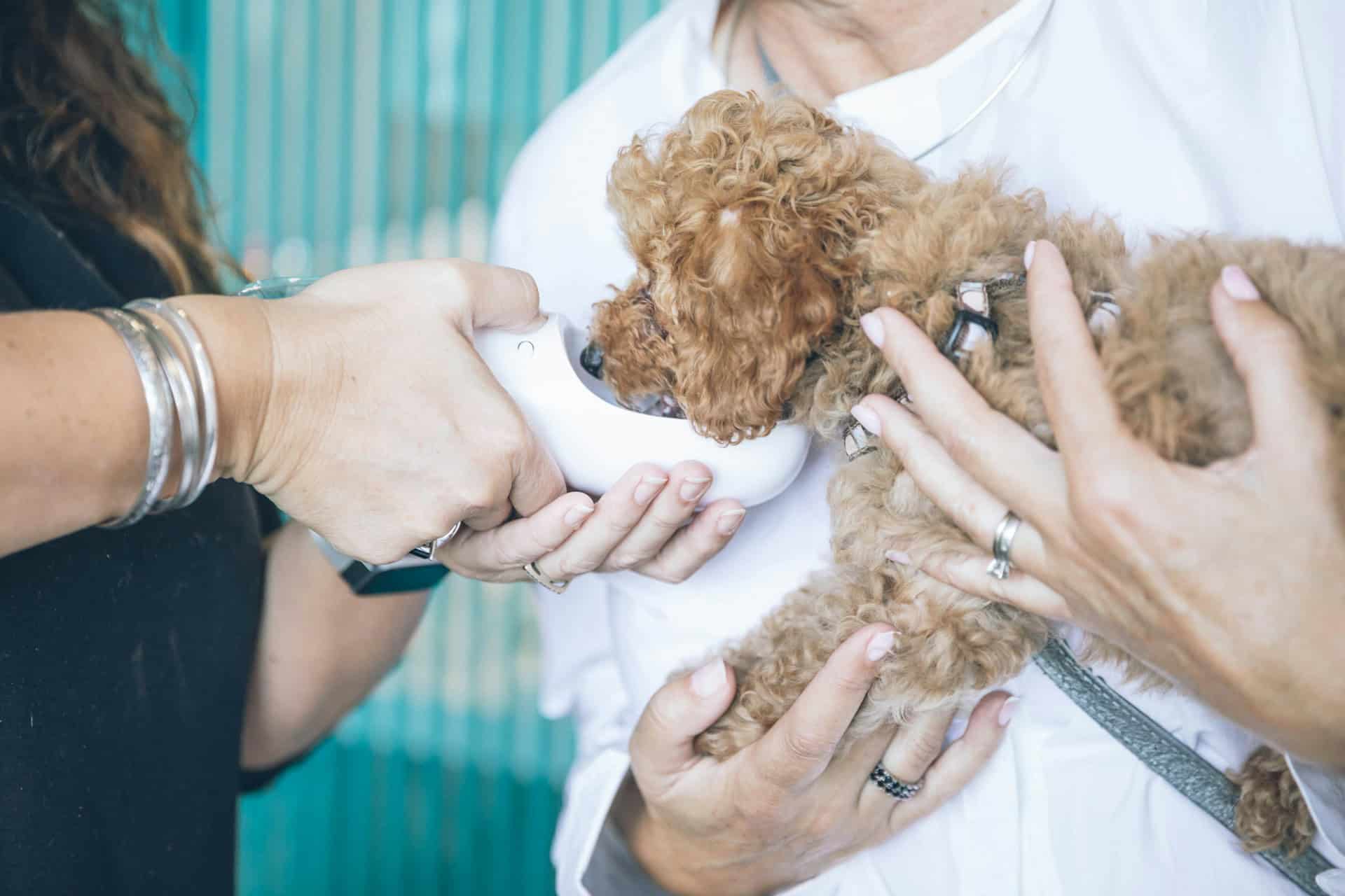 Is Your Pet Better Off With You In The Exam Room at the Vet or Not? Is Your Pet Better Off With You In The Exam Room at the Vet or Not?
