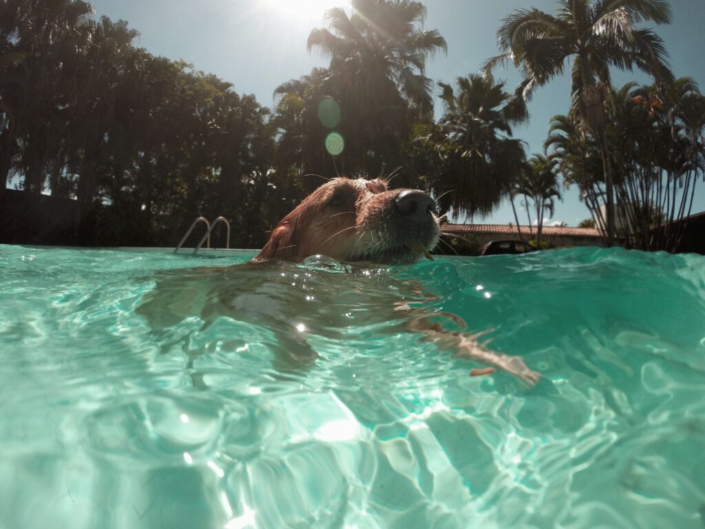Protect Pets from Heat Stroke this Summer: Tips to Enjoy the Summer Sun Safely for Fido & Fluffy