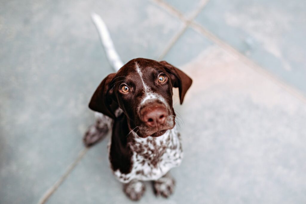 Deworming in Dogs: What To Expect and Why It’s Important