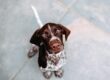 Deworming in Dogs: What To Expect and Why It’s Important