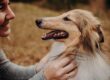 How to Get Rid of Bad Dog Breath: 10 Ways to Tame it