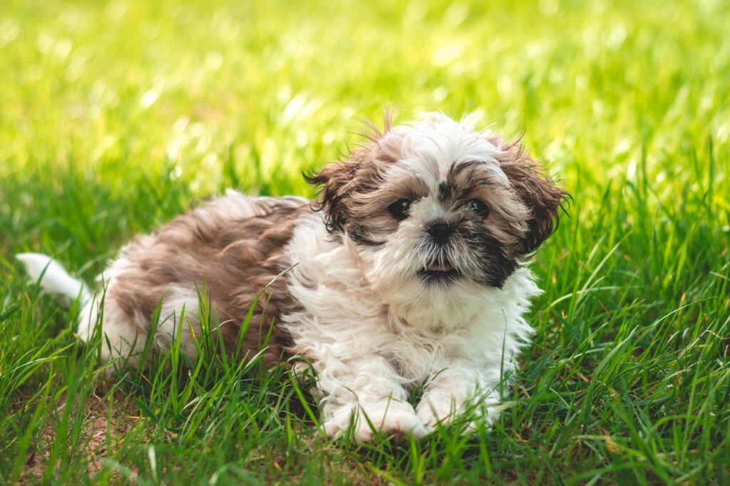 Owner Shares Unusual Symptom Dog Had Before Leukemia Diagnosis