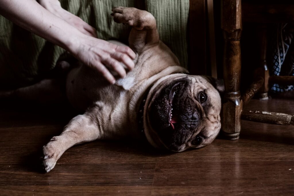 breast cancer in dogs