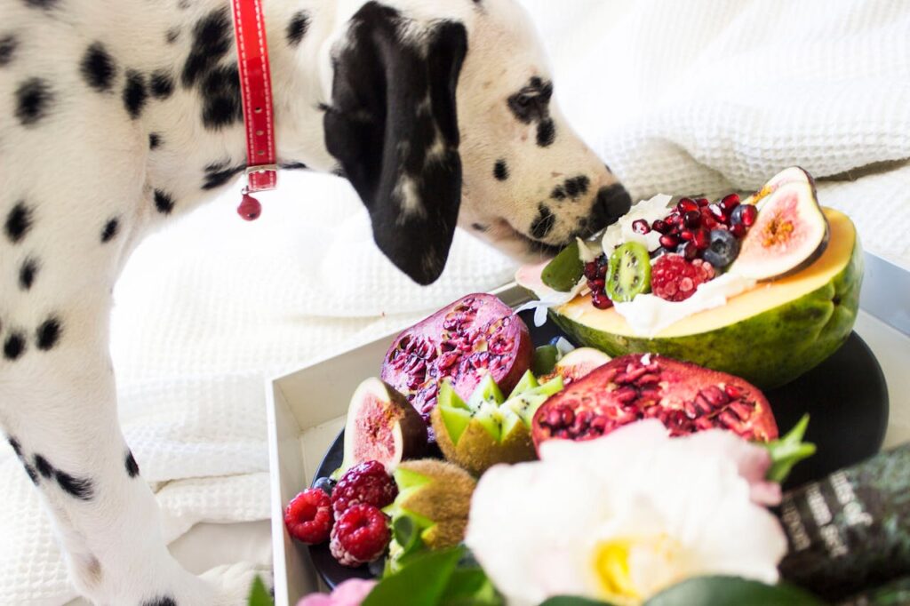 The Do’s and Don’ts of Raw Food Diets for Pets