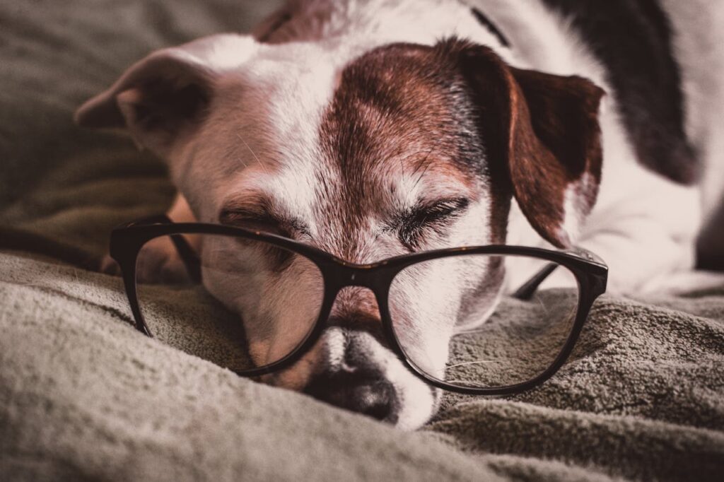 How Old is My Pet? A Guide to Pet Aging