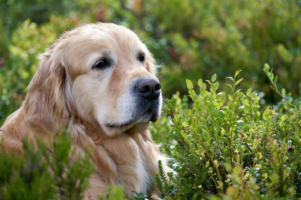 What’s So Special About Retriever Dogs?