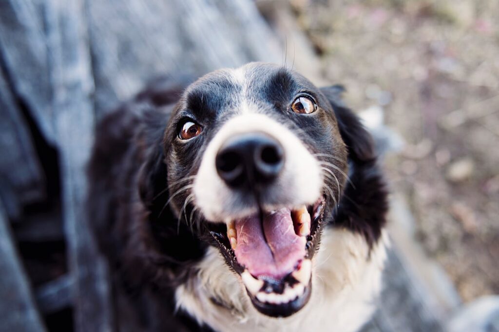 Canine Slobber Reveals Dogs Age - the fascinating world of Epigenetics