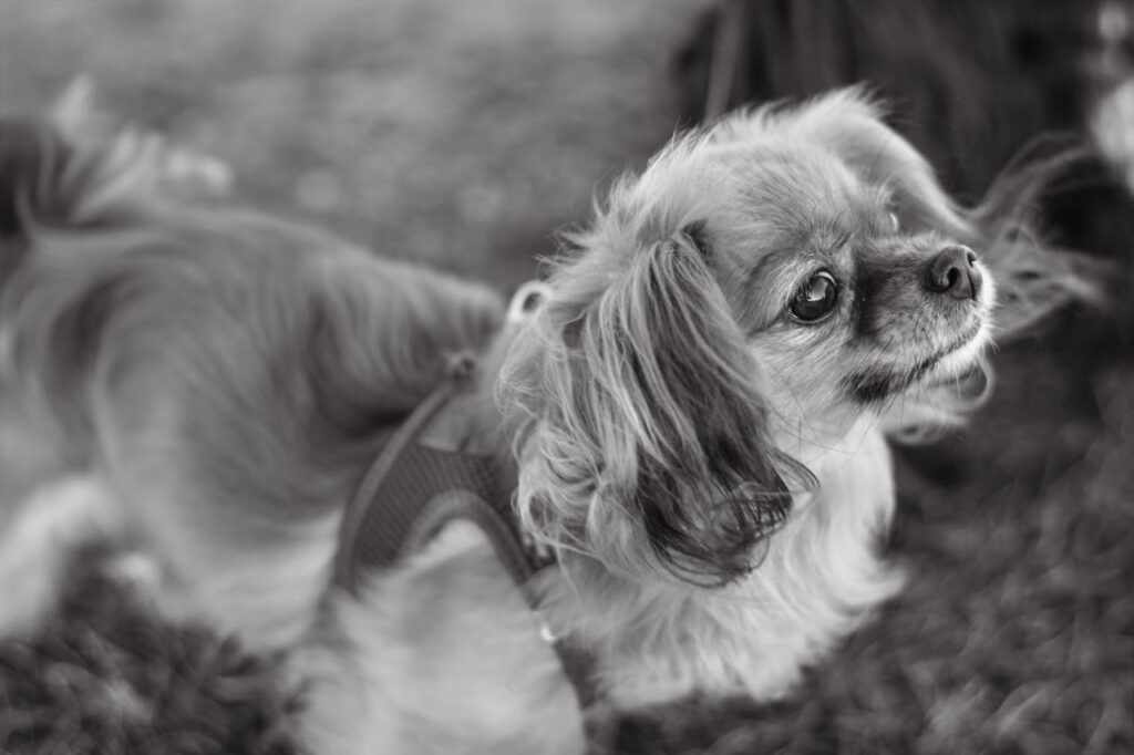 New Longevity Drug Offers Dog Fountain of Youth