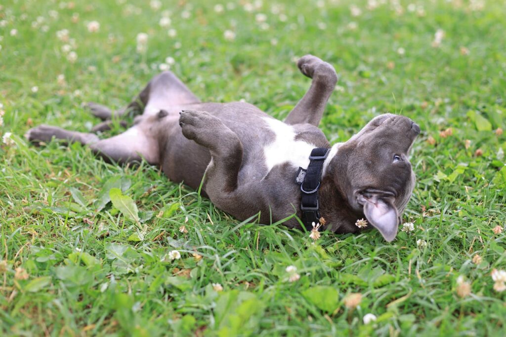 Do Dogs Have Belly Buttons? 