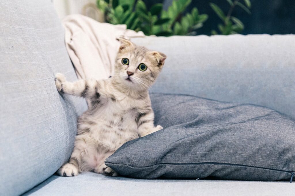Why Is My Cat Losing Weight? Common Causes and Solutions