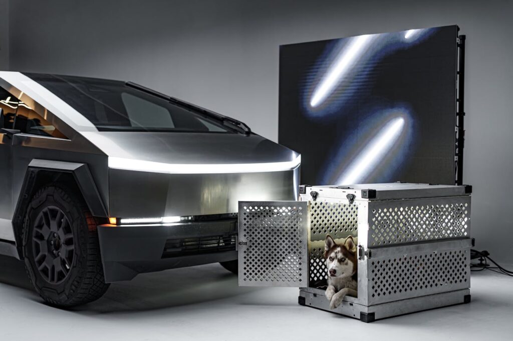 A Pawsitively Purrfect Way to Travel by Plane, Train, or Automobile