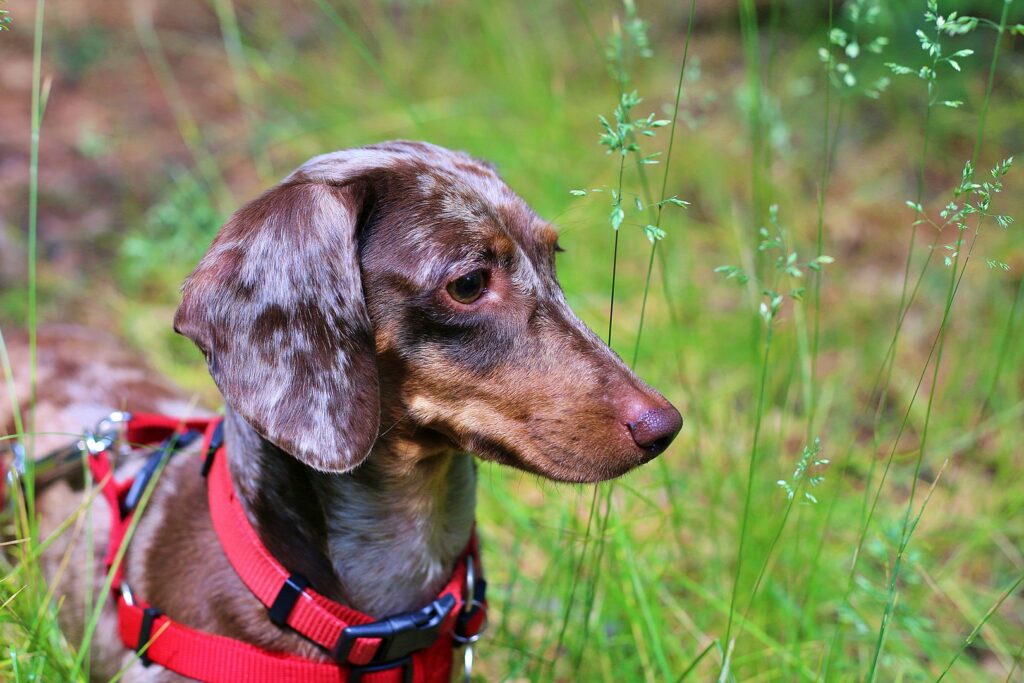 Dachshund Dog Breed Guide