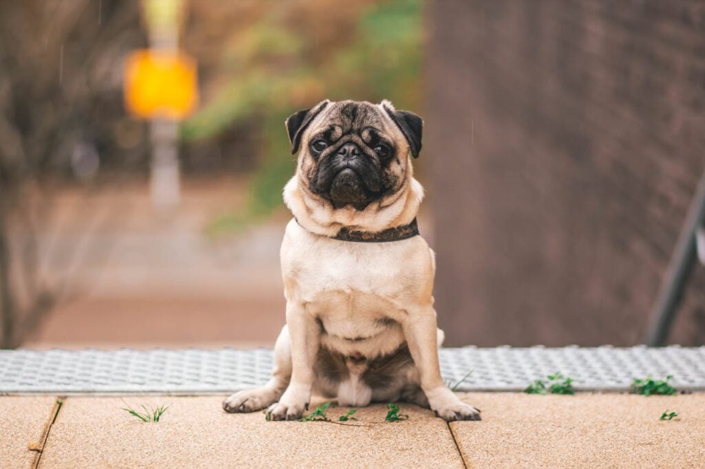 Dermatitis! Does Your Dog’s Face Smell? Does Your Dog Have Lots of Extra Skin Folds? It maybe Dermatitis!