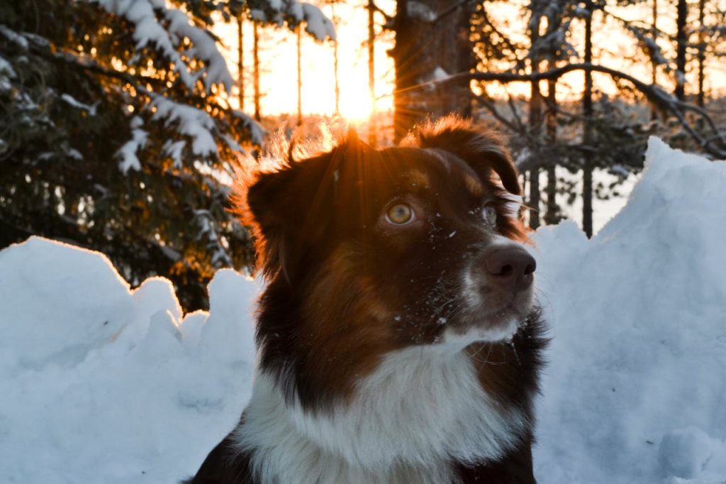 Australian Shepherd Dog Breed Guide