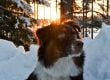 Australian Shepherd Dog Breed Guide