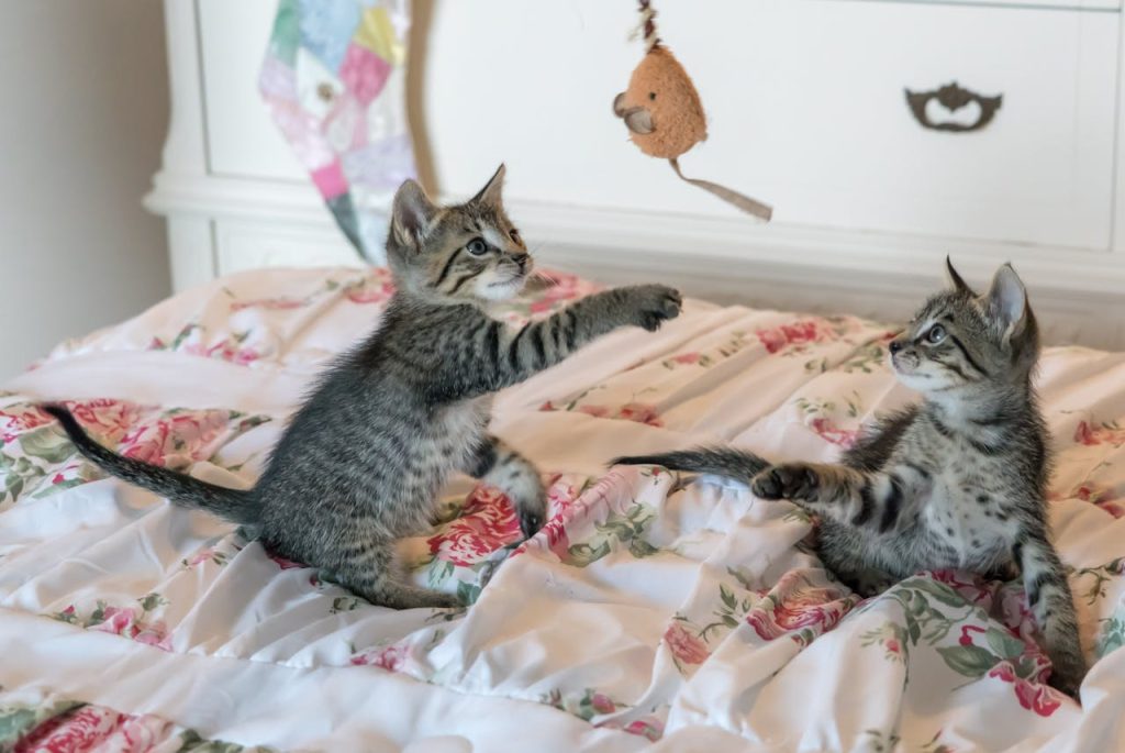 Feline Anxiety: How to Relieve Your Cat's Stress