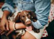 German Shorthaired Pointer: Traits, Care & Complete Breed Guide