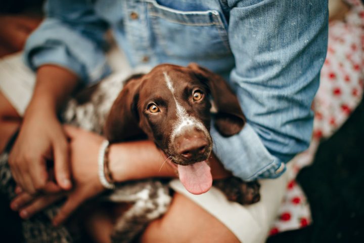 German Shorthaired Pointer: Traits, Care & Complete Breed Guide