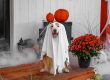 The Ultimate Guide to Keeping Your Pet Safe and Stress-Free This Halloween