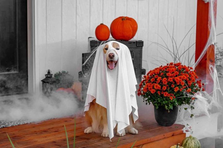 The Ultimate Guide to Keeping Your Pet Safe and Stress-Free This Halloween