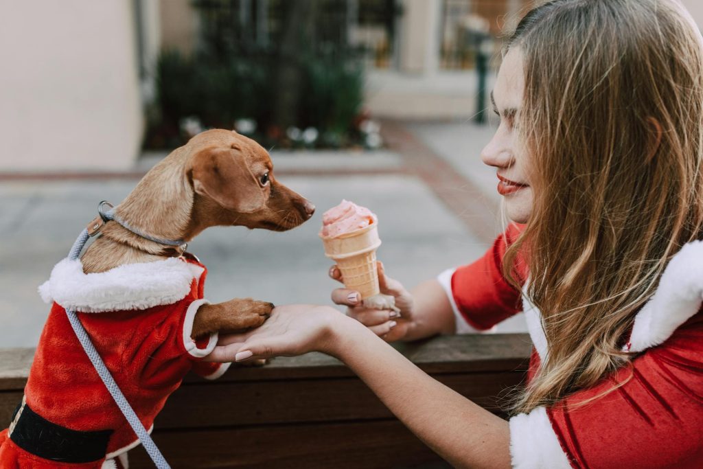 The Essential Holiday Pet Safety Guide: Protect Your Pets This Christmas Season