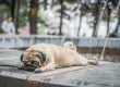 Pug Dog Breed Guide | Personality, Care, Health & Vet Tips