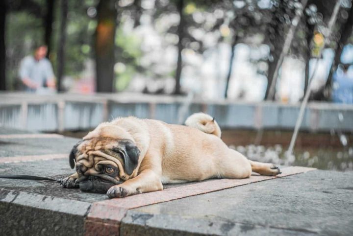 Pug Dog Breed Guide | Personality, Care, Health & Vet Tips
