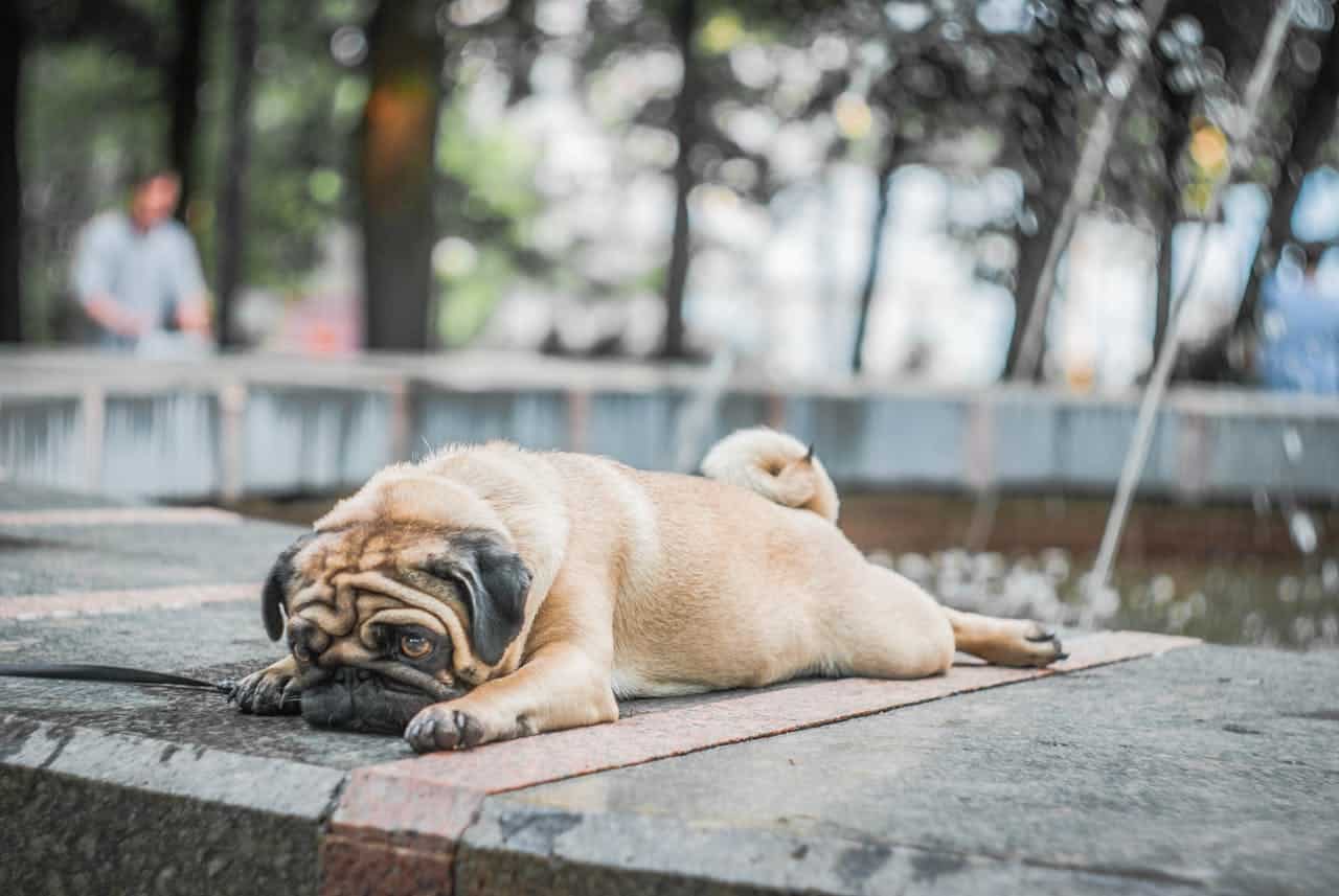 Pug Dog Breed Guide | Personality, Care, Health & Vet Tips Pug Dog Breed Guide | Personality, Care, Health & Vet Tips