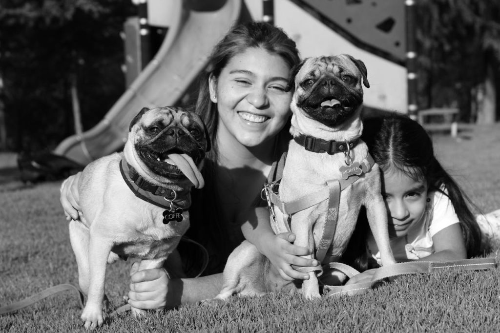 Sibling Pugs Fighting in the Back Seat of Car Just Like Children Will Make You Laugh