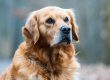 Misdiagnosed Dog Cancer: How a Second Opinion and Holistic Veterinary Care Saved Millie