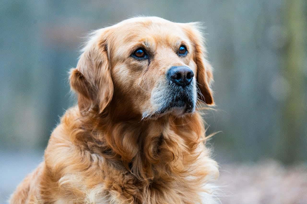Misdiagnosed Dog Cancer How a Second Opinion and Holistic Veterinary Care Saved Millie Misdiagnosed Dog Cancer: How a Second Opinion and Holistic Veterinary Care Saved Millie