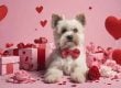 Perfect Valentine in 2026