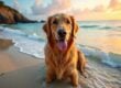 Get Your Dog or Cat Healthy, Happy & Summer-Ready