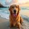 Get Your Dog or Cat Healthy, Happy & Summer-Ready