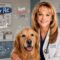 Memorial Day Pet Safety Tips: Your Guide to Stress-Free Travel with Pets