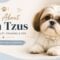 Shih Tzu Dog Breed Guide