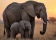 The Best Mothers in the Animal Kingdom: What Nature's Moms Teach Us About Devotion